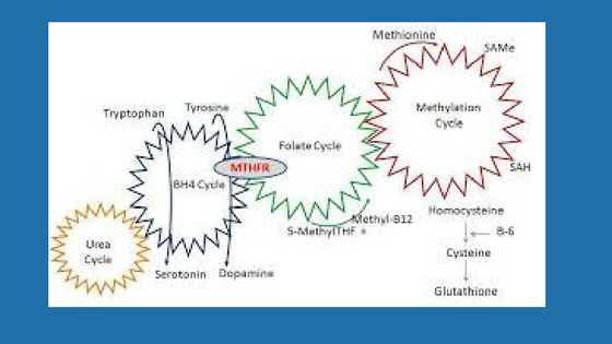 METHYLATION CYCLE